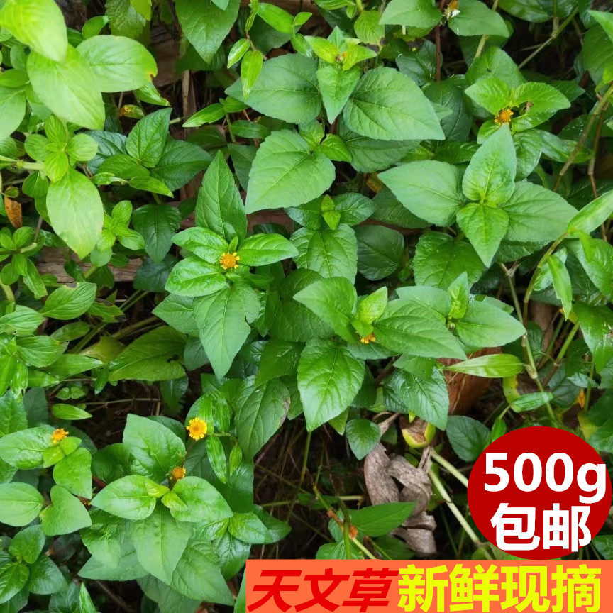 新鲜中草药天文草金纽扣雨伞草大黄花苦草金铜锤草500克包邮
