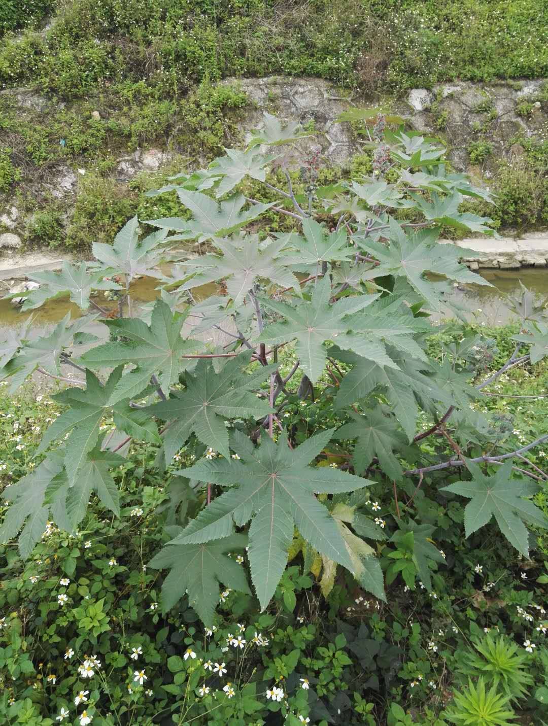 500克新鲜蓖麻叶新鲜红蓖麻杆草麻 中草药材蓖麻子叶包邮