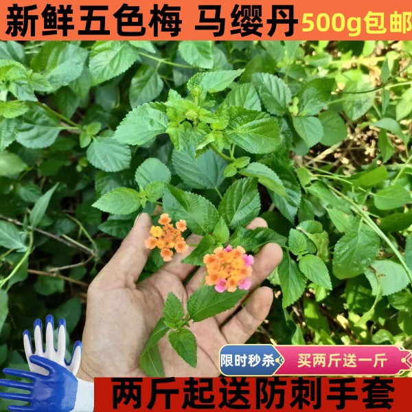 天然新鲜马缨丹中草药材五色梅臭草皮肤宝宝洗澡现采枝叶五色花-封面