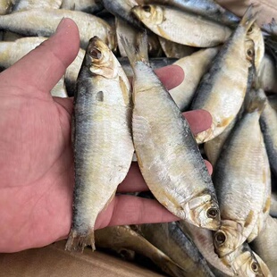 新鲜青皮鱼干自晒青鳞鱼干半干咸鱼山东特产柳叶鱼海鱼风干小鱼干