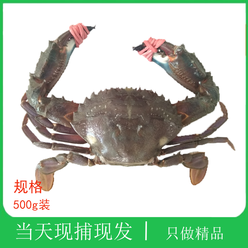 赤甲红蟹子当天现捕现发大连海鲜