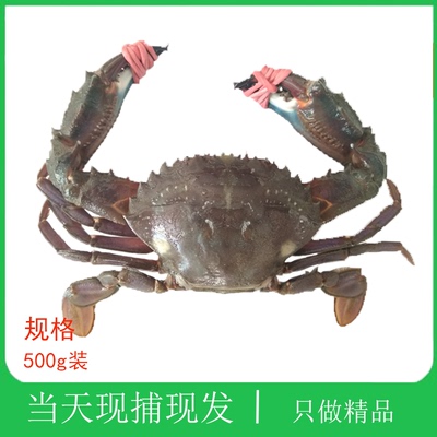 赤甲红蟹子当天现捕现发大连海鲜