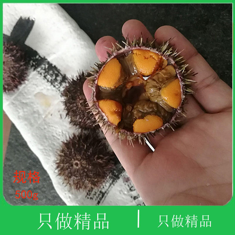 大连刺锅黄金虾夷黄胆小平岛海刺猬新鲜紫胆即食刺身鲜活马粪海胆