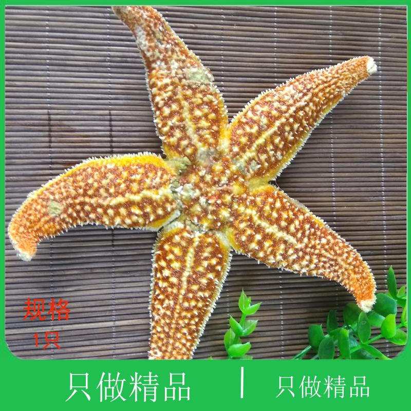 熟冻海星大连海鲜顺丰时效