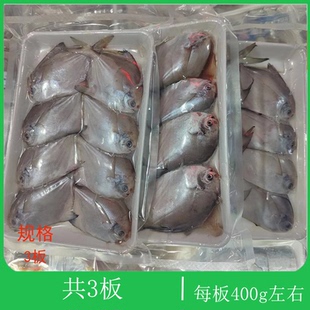 大连海鲜鲜活深海金仓鱼平鱼银昌鱼平鱼镜鱼白鲳扁鱼油炸小银鲳鱼