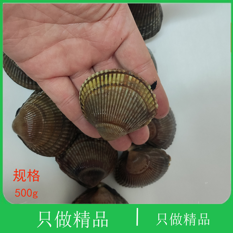 大连海鲜特产刺身石垣贝黄鸟肉贝鲜活蛤蜊鸟蛤白玉翠贝金钩大鸟贝