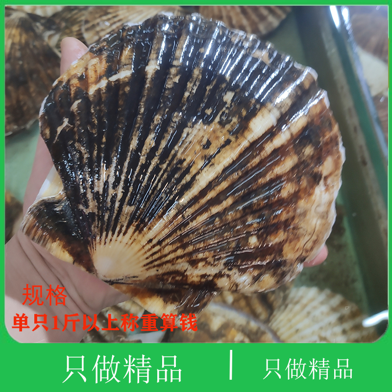 大连海鲜蒜蓉粉丝烧烤新鲜贝类夏威夷贝超大鲜活元贝大扇贝
