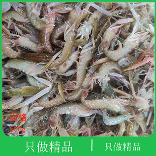 大连鲜活共生夹板虾卡搭枪虾乐队狗虾新鲜嘎嘣虾大花虾鼓虾嘎巴虾