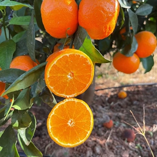 云南高原沃柑正宗橘子柑现摘新鲜应季孕妇水果