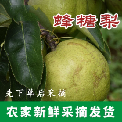 云南高原梨蜂糖梨丑梨新鲜应季水果孕妇大果香酥青啤梨包邮现摘