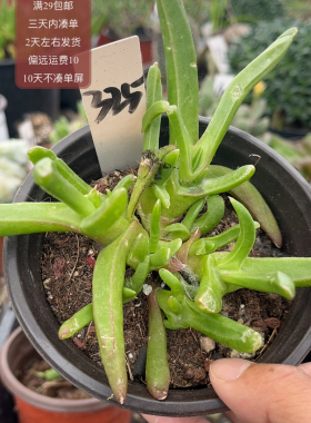 325新妖黄色花满29包邮偏远不包