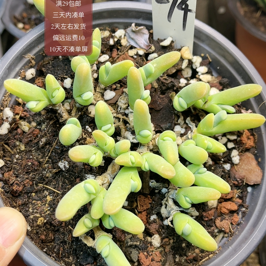 274小鲨鱼大群六年老庄满29包邮非偏远2天左右发货