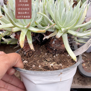 471奴婢吉娜九年老母本