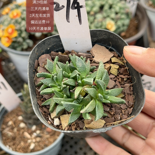 274人鱼块根满29 非偏远2天左右发货 包邮