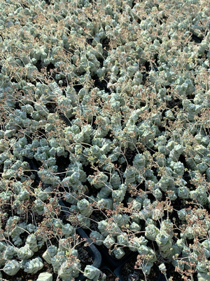 稀有冷门多肉青索龙属稚儿资群生多头泡三年老庄