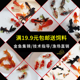观赏鱼小金鱼鹤顶红头帽招财鱼活体红狮子头鸿运当头冷水鱼红金鱼