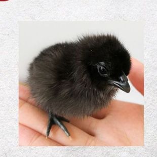 正宗五黑鸡种蛋受精蛋可孵化小鸡蛋绿壳蛋乌鸡蛋可孵化黑鸡宠物鸡