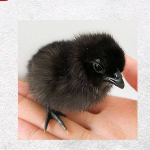 正宗五黑鸡种蛋受精蛋可孵化小鸡蛋绿壳蛋乌鸡蛋可孵化黑鸡宠物鸡