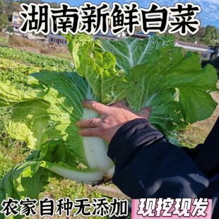 湖南新鲜打霜白菜现摘叶子菜农家自种老品种露天时令蔬菜当季正宗