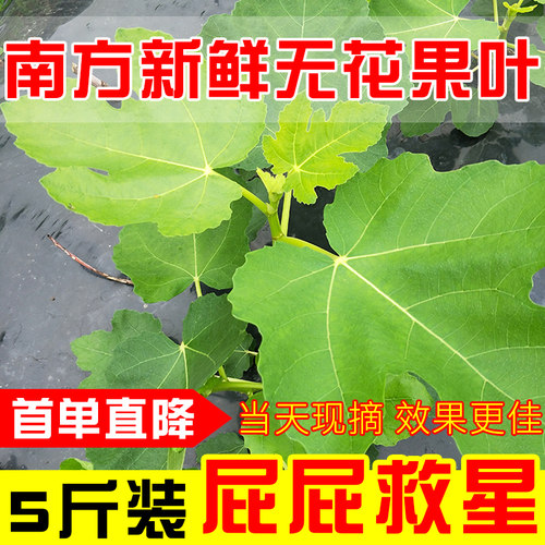 【淘宝好价】药用新鲜无花果叶