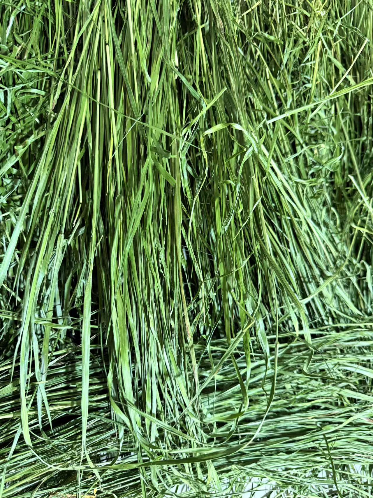 26年烘干头茬提摩西草段兔兔龙猫荷兰猪干草料一袋一斤装2斤包邮