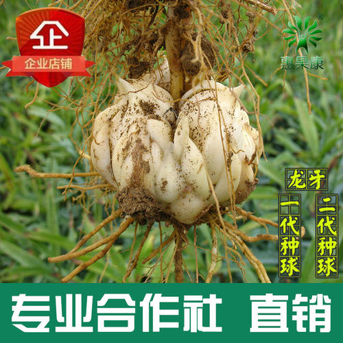 惠果康龙牙百合种球百合种球直销