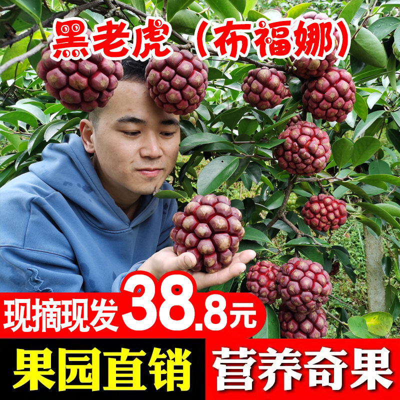 黑老虎新鲜现摘布福娜野生血藤果恶魔果实包邮当季水果5斤