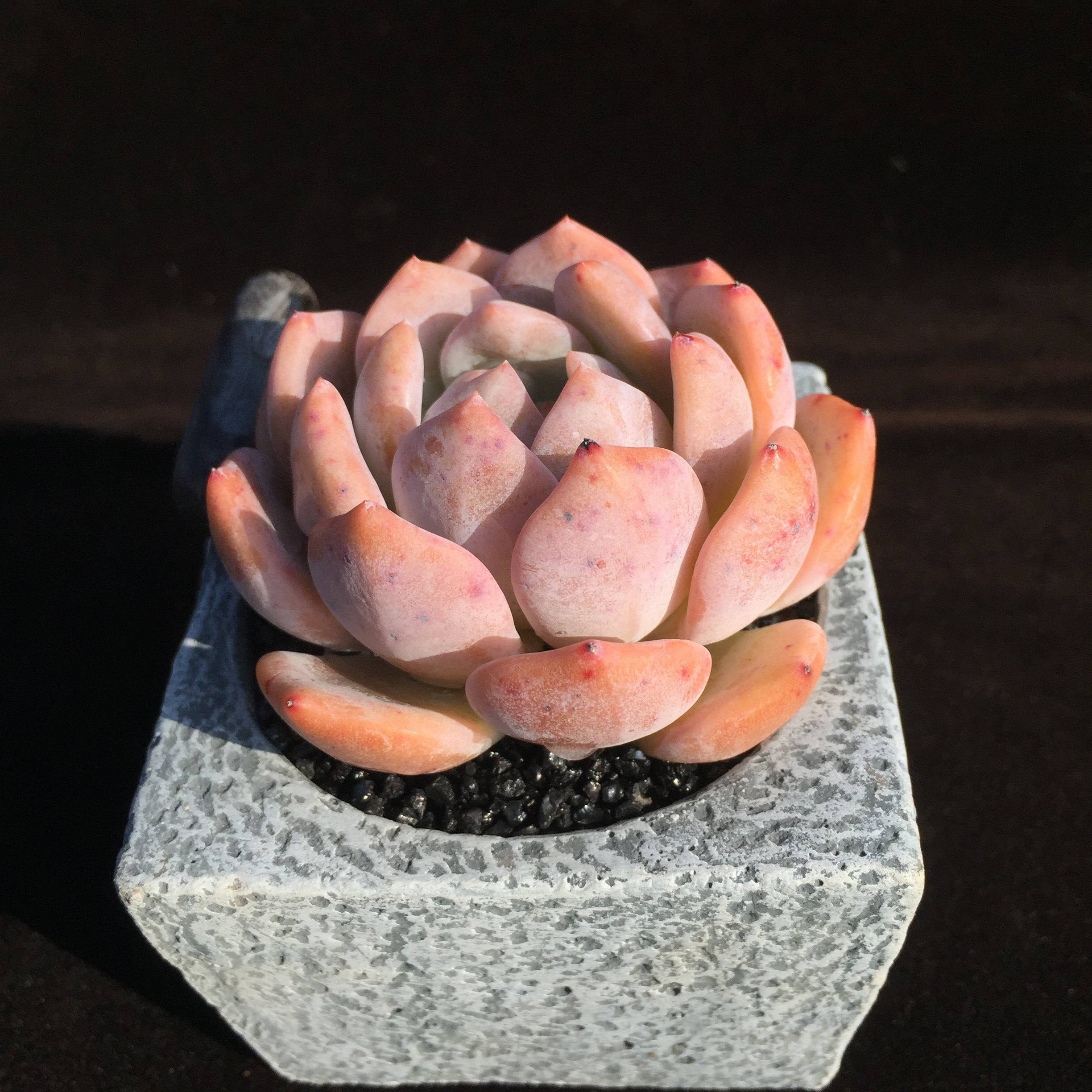 梦露雪天使 景天萌系多肉 包邮 云南奇妙多肉 夏季甩卖 免费寄养