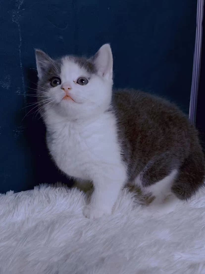 英短蓝白猫幼猫英国蓝白猫咪活体蓝白短毛猫幼崽纯种