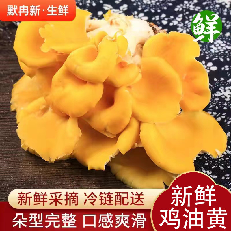 【现货】新鲜榆黄菇1斤装云南特产当季时令鸡油黄菌食用菌菇蘑菇
