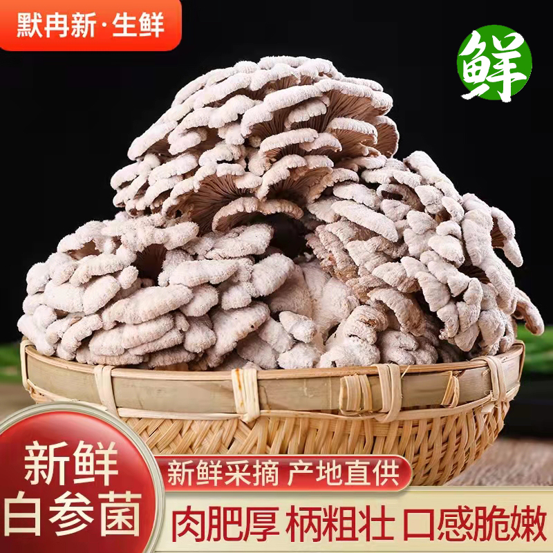 【现货】新鲜白参菌500g 云南当季新鲜食用菌雪莲花白参菌菇包邮