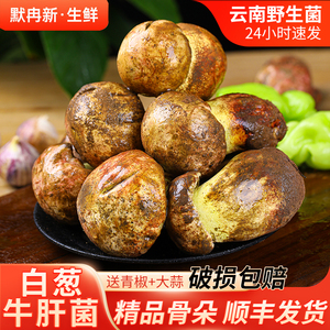 云南当季时令鲜牛肝菌蘑菇包邮