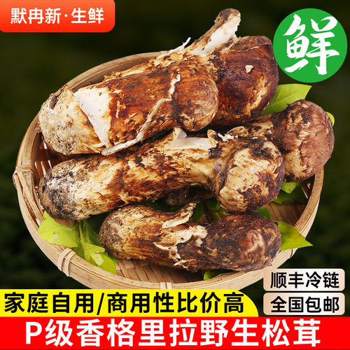 香格里拉破损P级新鲜野生松茸菌