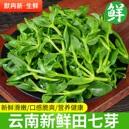 新鲜田七叶蔬菜当季农家蔬菜野菜