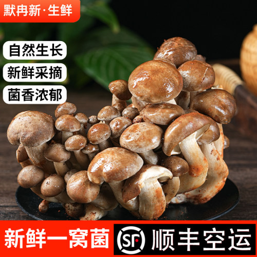 现摘云南当季时令北风菌蘑菇