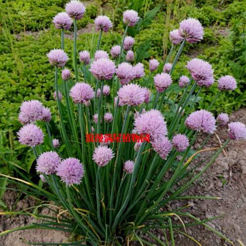 蔬菜阳台庭院花盆种苗