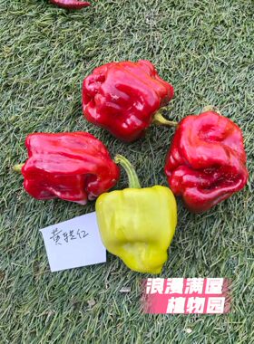 农家传统黄转红椒种子 百年老品种微辣而香有点甜 非转基因可留种