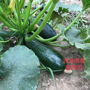农家传统西葫芦种子 占瓜种子 非转基因 可留种 春播蔬菜种子