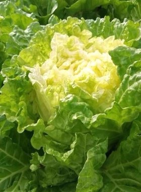 农家传统黄心大白菜土种子卷心菜非转基因 可留种 四季可种