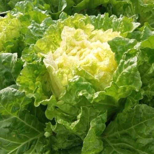 农家传统黄心大白菜土种子卷心菜非转基因 可留种 四季可种