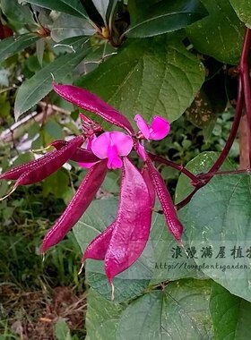 农家传统种子通红眉豆种子扁豆茶豆 非转基因  老品种可留种