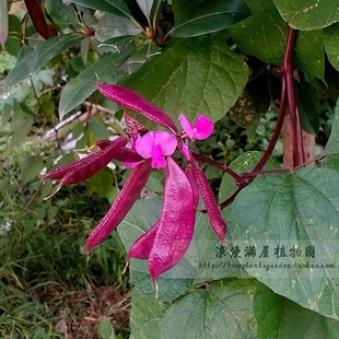 农家传统种子通红眉豆种子扁豆茶豆 非转基因  老品种可留种