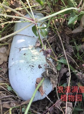 农家传统冬瓜种子 长冬瓜种子 原生态老种子非转基因 可留种