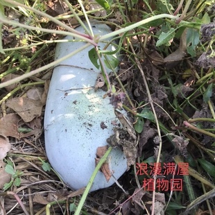 原生态老种子非转基因 可留种 长冬瓜种子 农家传统冬瓜种子