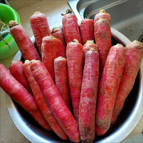 农家传统红胡萝卜老种子非转基因 非杂交 可留种