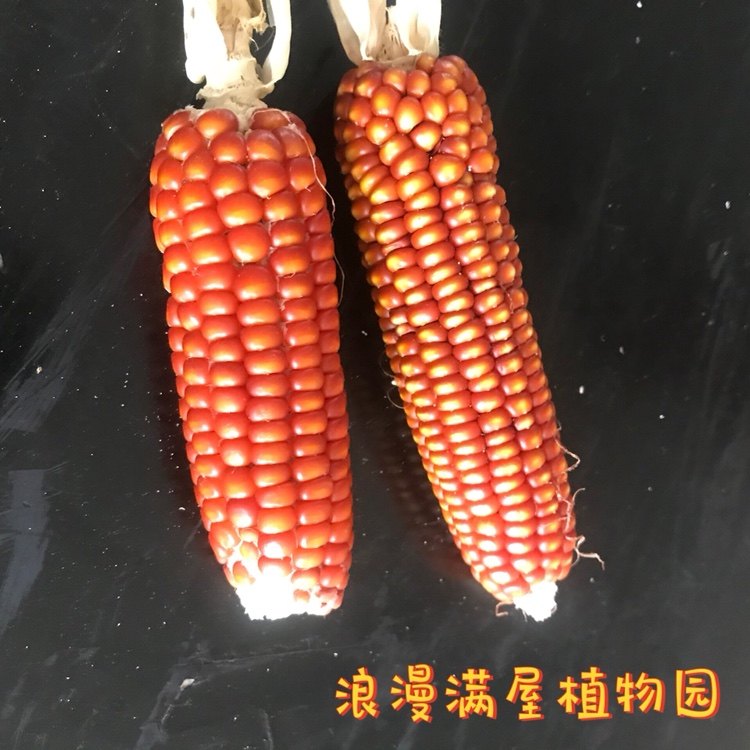 农家传统玉米种子 鸡脚跳玉米籽土种子 五谷杂粮 非转基因 可留种