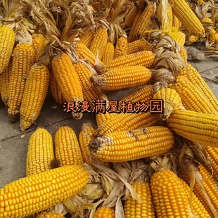 农家传统黄玉米老种子 土种子 皮薄 香 非转基因非杂交可留种