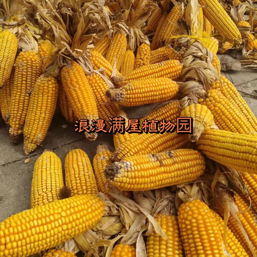 农家传统黄玉米老种子 土种子 皮薄 香 非转基因非杂交可留种