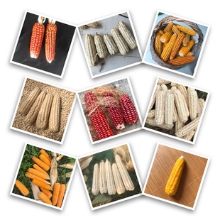 多种农家传统非糯玉米种子老种子非转基因 非杂交可留种土种子