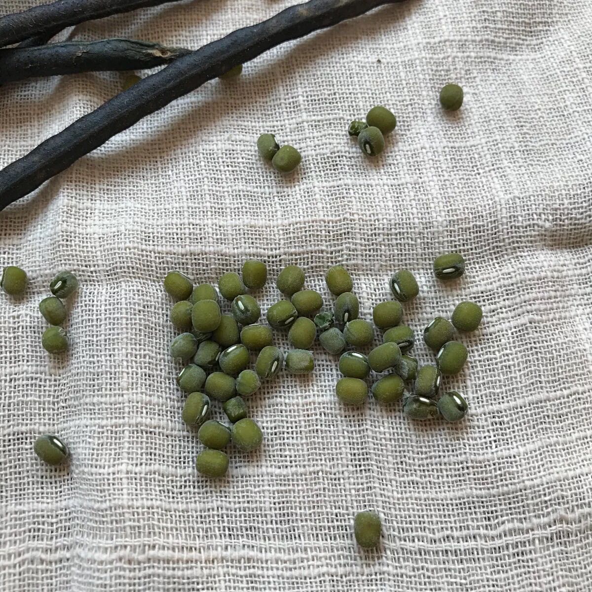 农家传统常规毛绿豆五谷杂粮种子